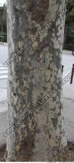 tree bark 0009